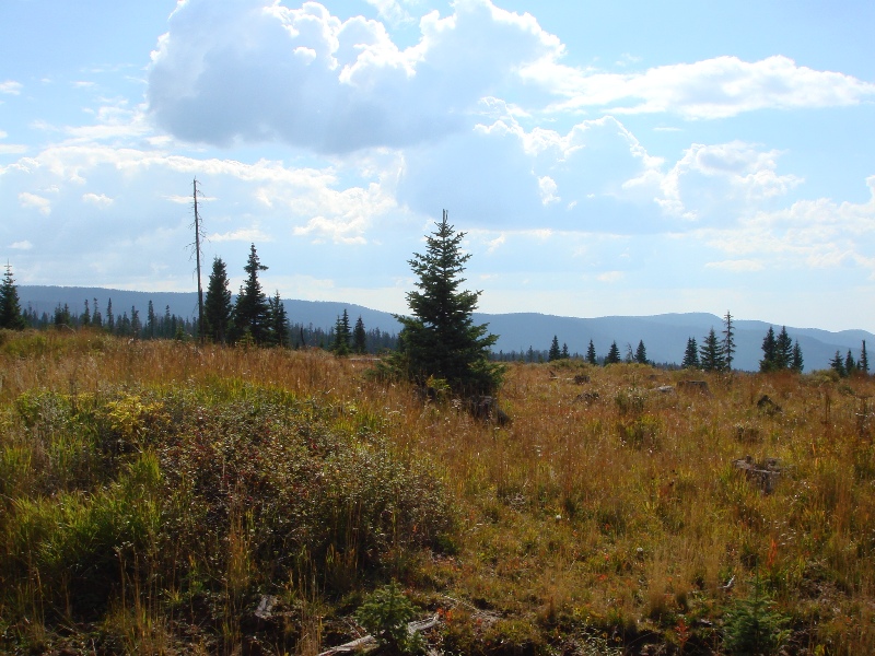 ColoradoTrail2006 (160).JPG