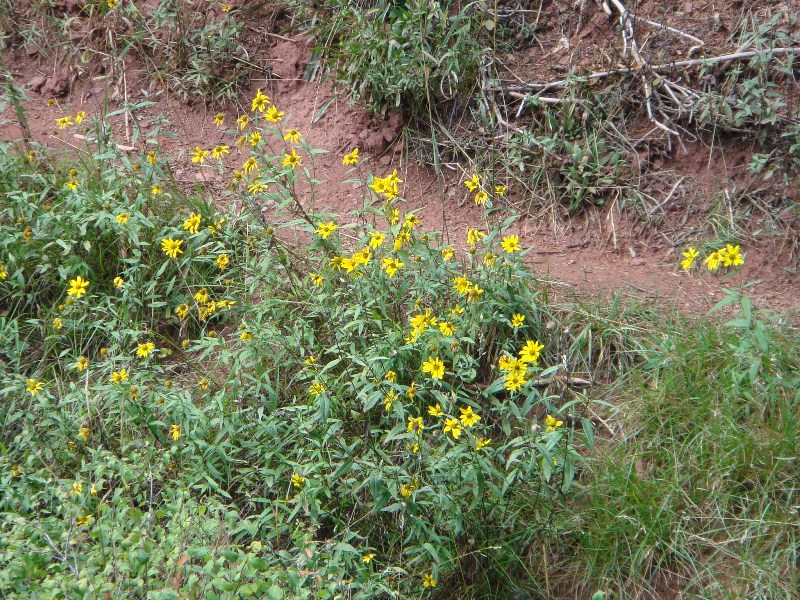 ColoradoTrail2006 (195).JPG