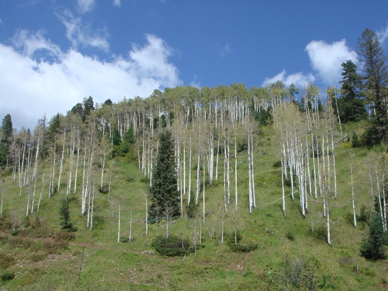 ColoradoTrail2006 (202).JPG