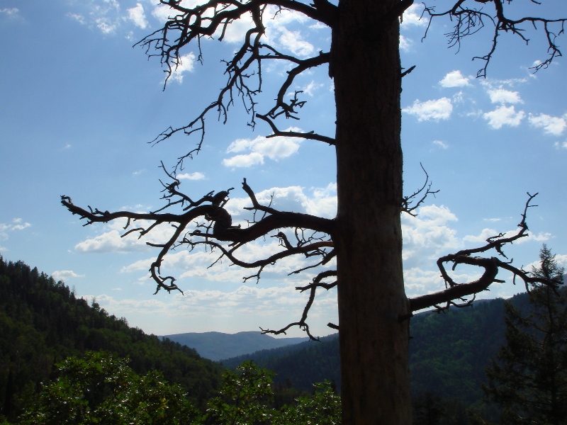 ColoradoTrail2006 (209).JPG