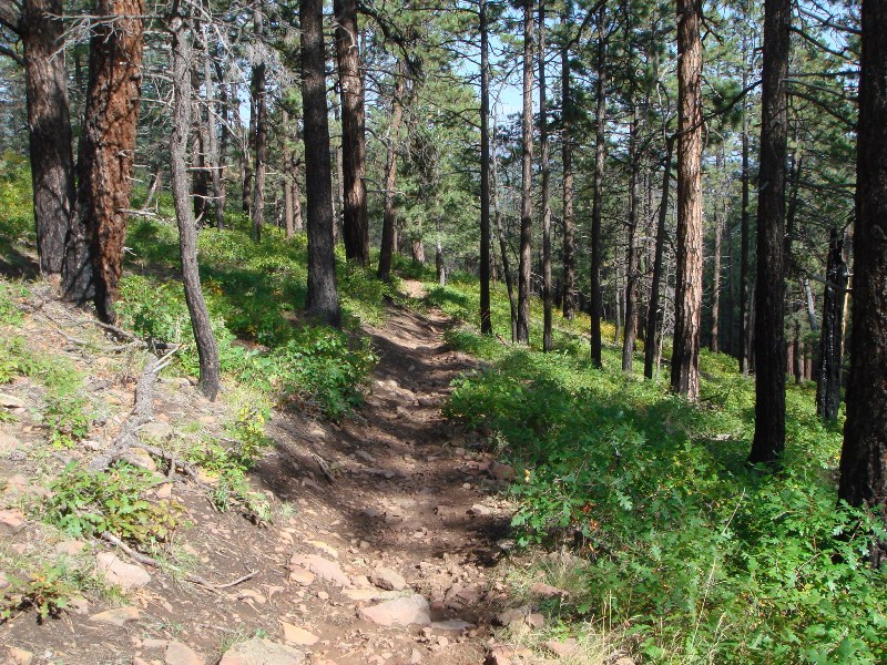 ColoradoTrail2006 (210).JPG