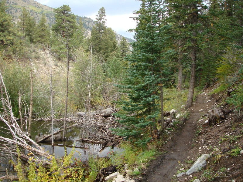 ColoradoTrail2006 (44).JPG
