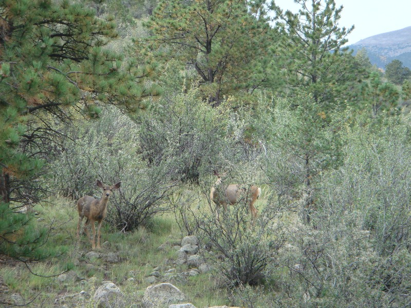 ColoradoTrail2006 (45).JPG