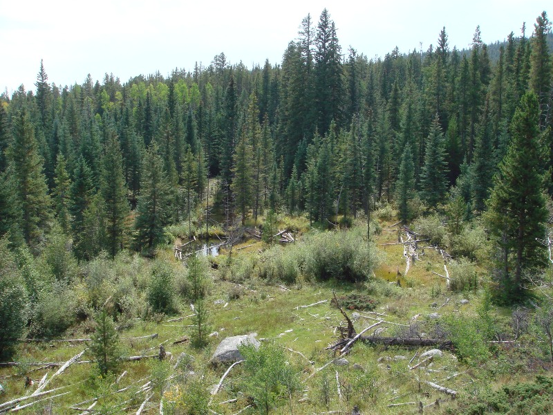 ColoradoTrail2006 (52).JPG