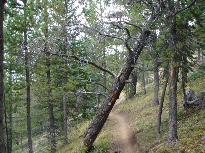 ColoradoTrail2006 (89).JPG