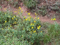 ColoradoTrail2006 (195).JPG