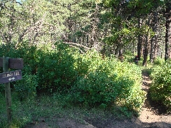 ColoradoTrail2006 (211).JPG
