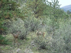 ColoradoTrail2006 (45).JPG