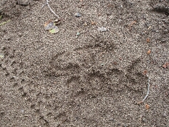 ColoradoTrail2006 (47).JPG