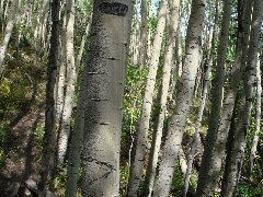 ColoradoTrail2006 (57).JPG