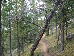 ColoradoTrail2006 (89).JPG