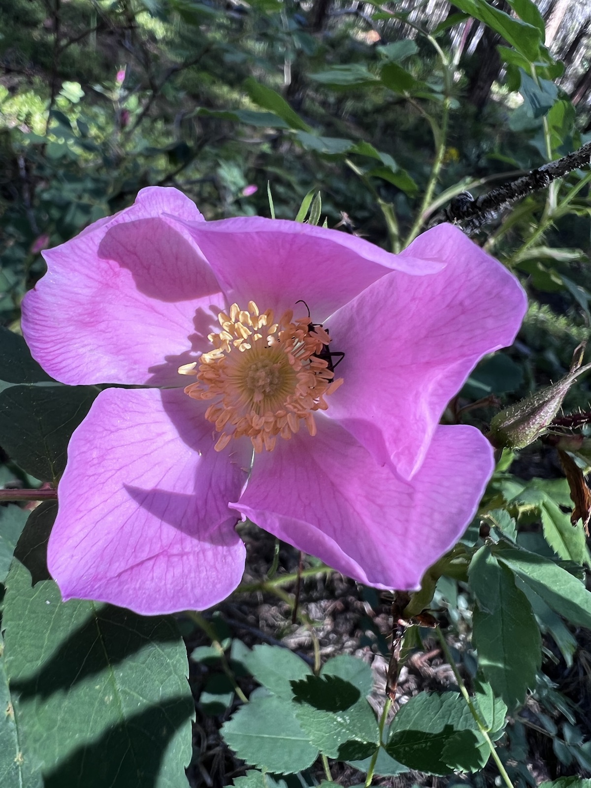 Dani meint Part 1: Das Wort zum Sonntag